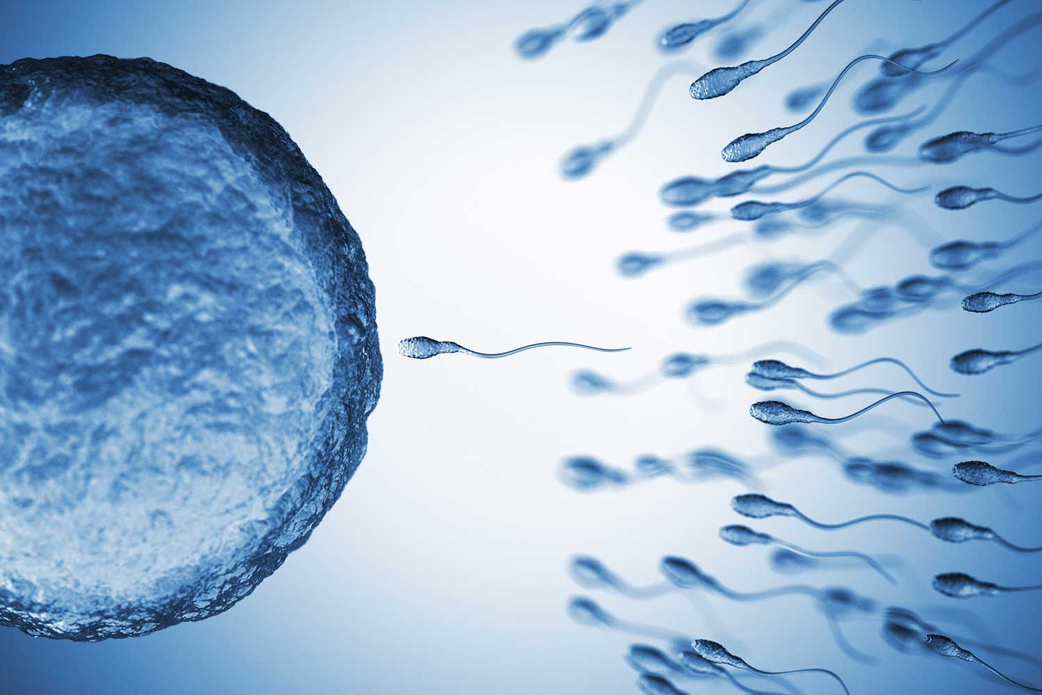 Η διαδρομή του σπέρματος
